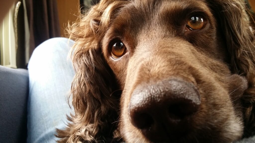 Spaniel