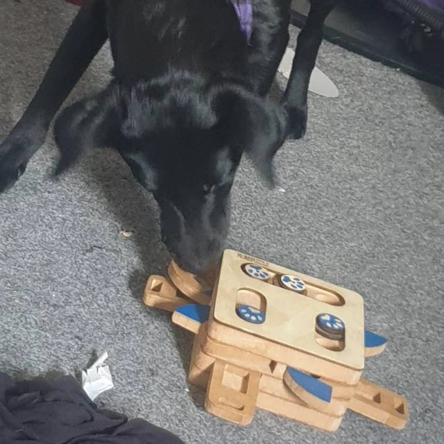 Dog Brain Training Puzzle Multi Level - Image 4